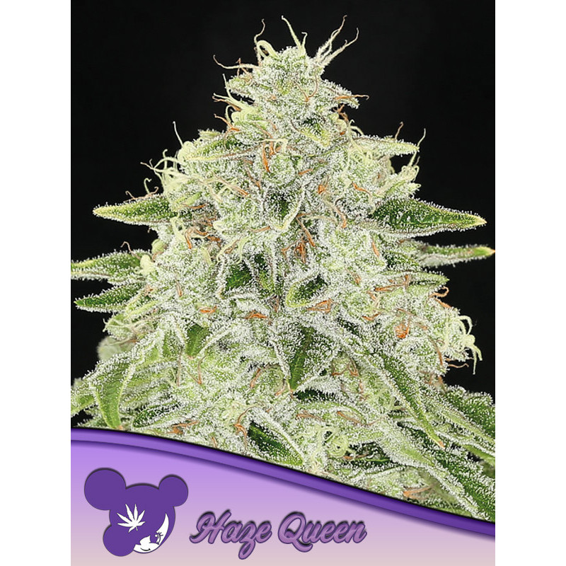 Haze Queen de Anesia Seeds