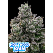 Hollywood Rain de Anesia Seeds