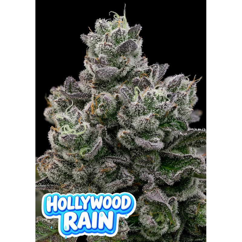 Hollywood Rain de Anesia Seeds