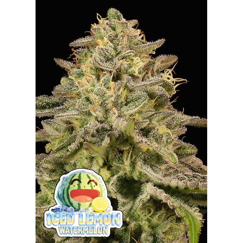 Iced Lemon Watermelon de Anesia Seeds