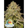 Iced Lemon Watermelon de Anesia Seeds