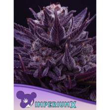IMPERIUM X de Anesia Seeds