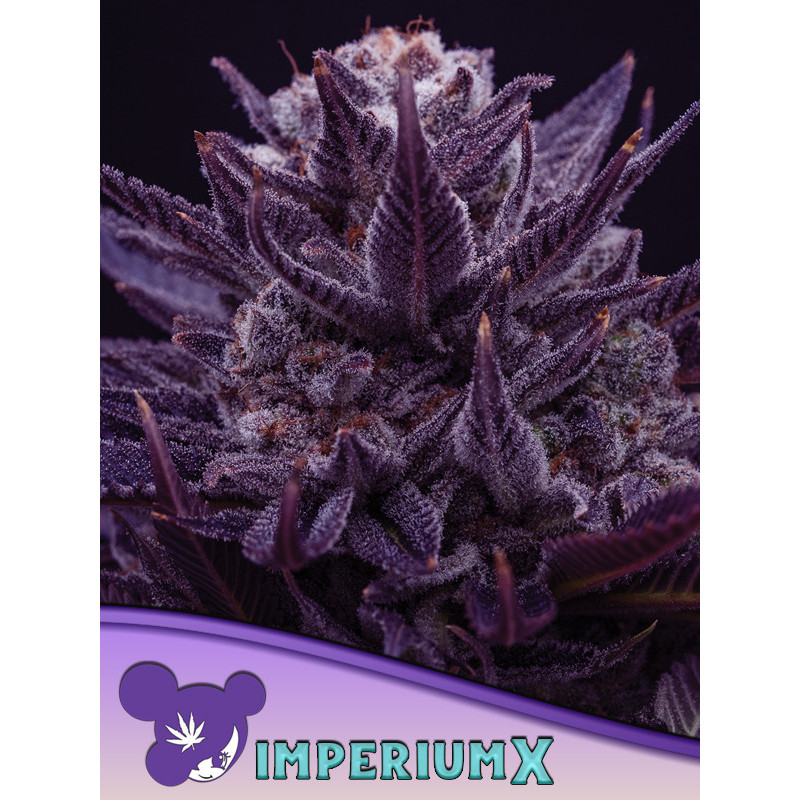 IMPERIUM X de Anesia Seeds