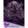 IMPERIUM X de Anesia Seeds