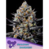 Jealousy Dankness de Anesia Seeds