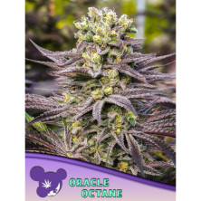 Oracle Octane de Anesia Seeds