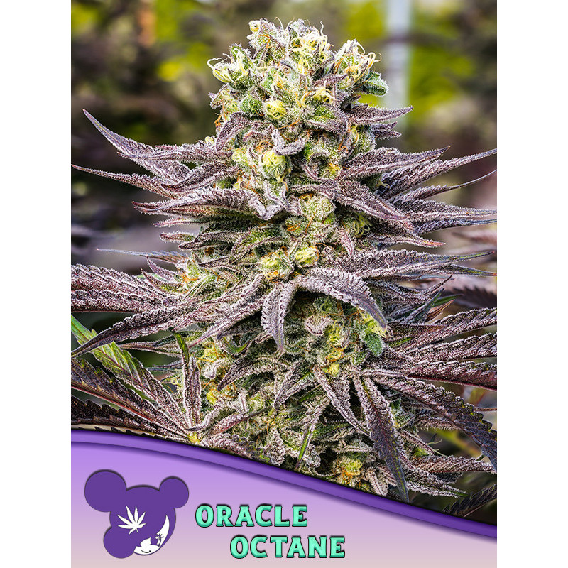 Oracle Octane de Anesia Seeds