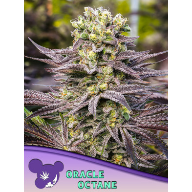Oracle Octane de Anesia Seeds