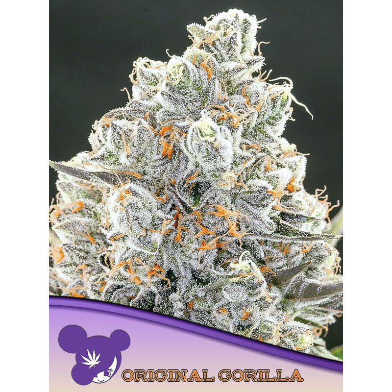 Original Gorilla 4 de Anesia Seeds