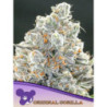 Original Gorilla 4 de Anesia Seeds