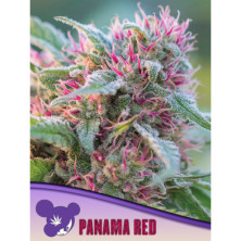 Panama Red de Anesia Seeds