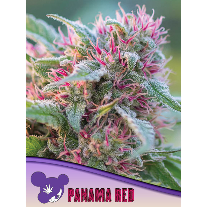Panama Red de Anesia Seeds