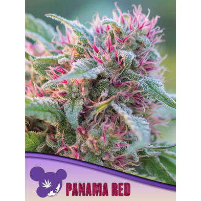 Panama Red de Anesia Seeds
