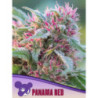 Panama Red de Anesia Seeds