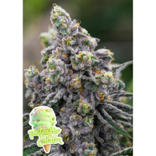 Pistachio Snow Cream de Anesia Seeds