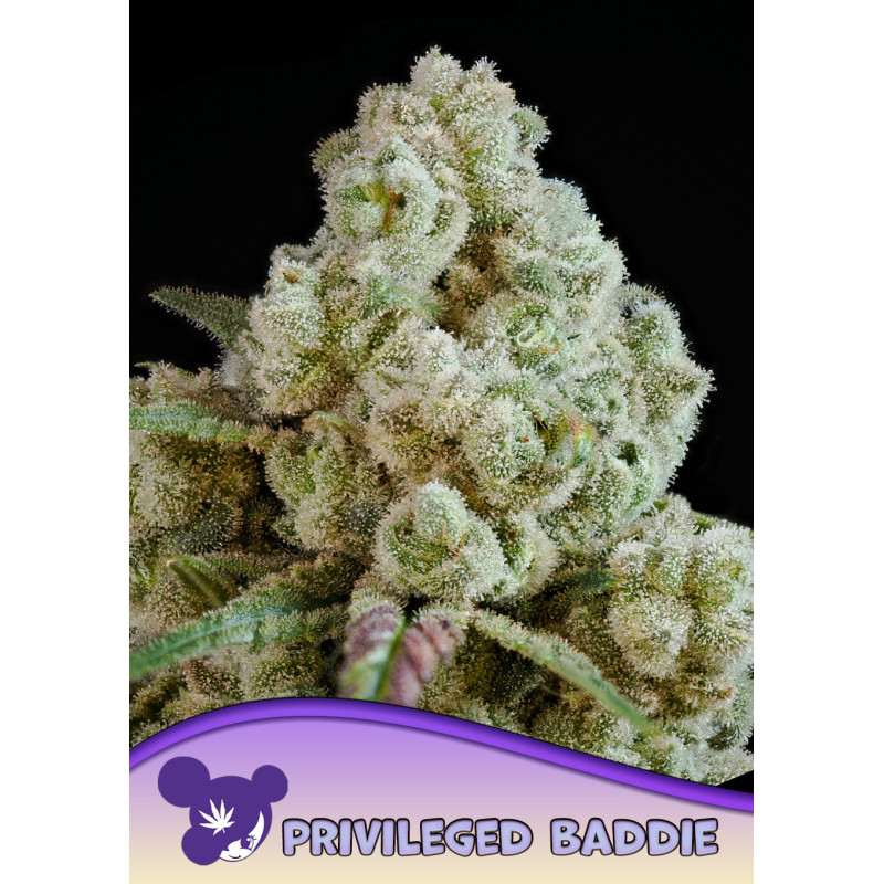 Privileged Baddie de Anesia Seeds