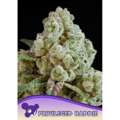 Privileged Baddie de Anesia Seeds