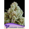 Privileged Baddie de Anesia Seeds
