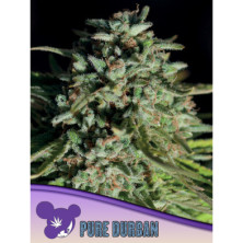 Pure Durban de Anesia Seeds
