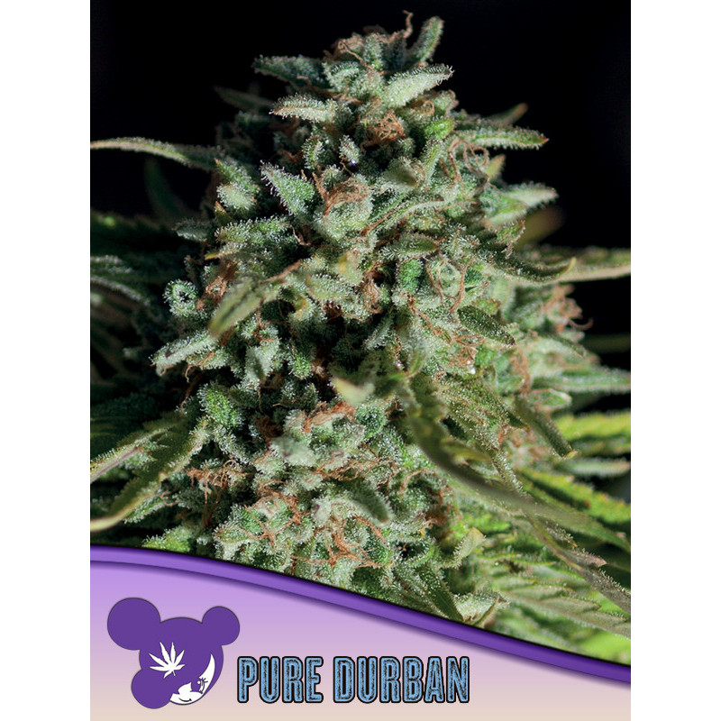 Pure Durban de Anesia Seeds