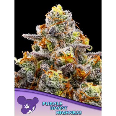 Purple Boost Highness de Anesia Seeds