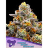 Purple Boost Highness de Anesia Seeds