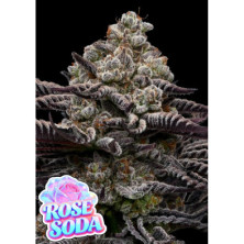 Rose Soda de Anesia Seeds