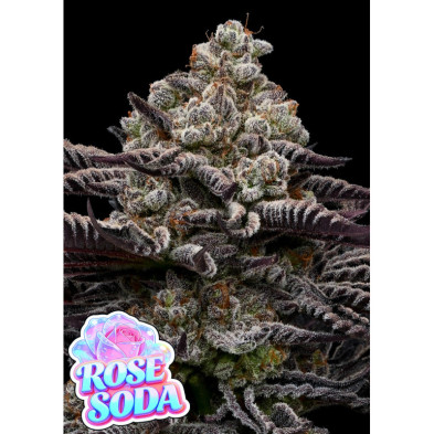 Rose Soda de Anesia Seeds