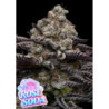 Rose Soda de Anesia Seeds