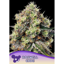 Roswell Code de Anesia Seeds