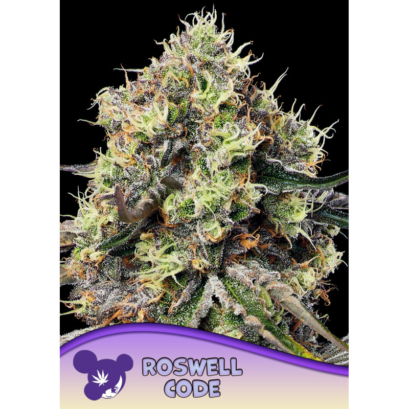 Roswell Code de Anesia Seeds