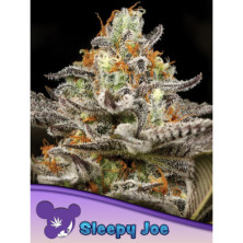 Sleepy Joe de Anesia Seeds