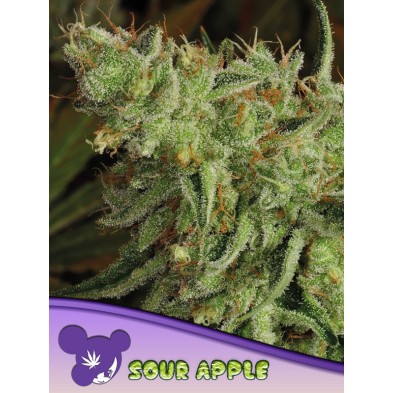 Sour Apple de Anesia Seeds