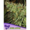 Sour Apple de Anesia Seeds