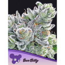 Sour Betty de Anesia Seeds