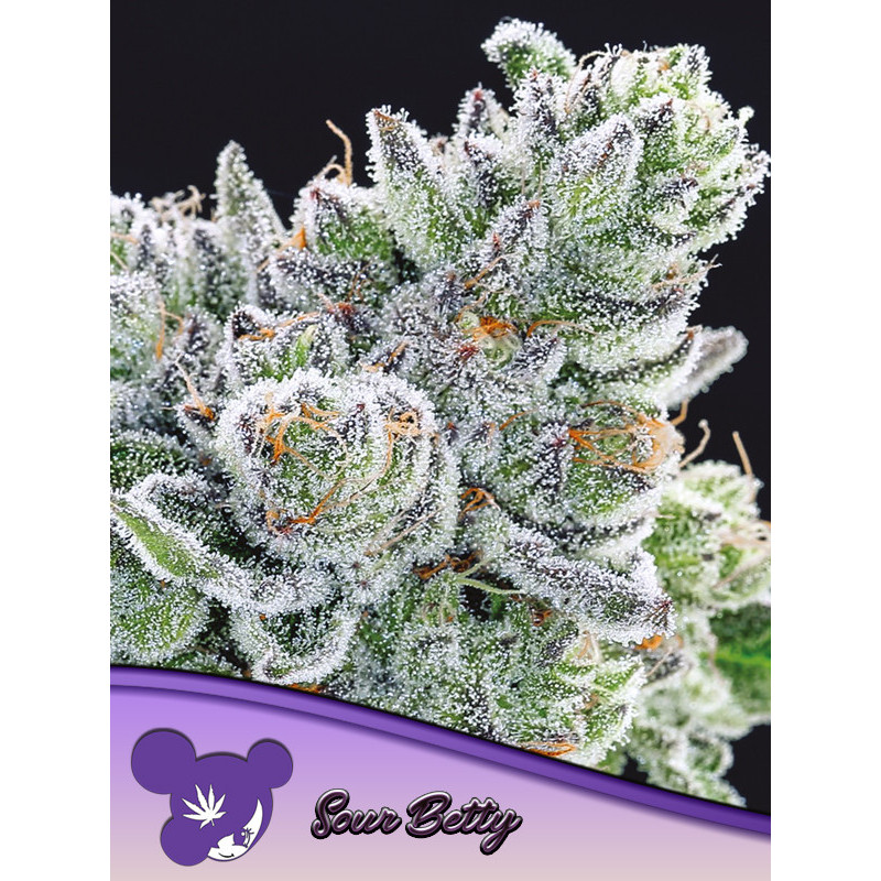 Sour Betty de Anesia Seeds