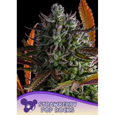 Strawberry Pop Rocks de Anesia Seeds