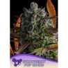 Strawberry Pop Rocks de Anesia Seeds