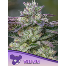 The Sin de Anesia Seeds