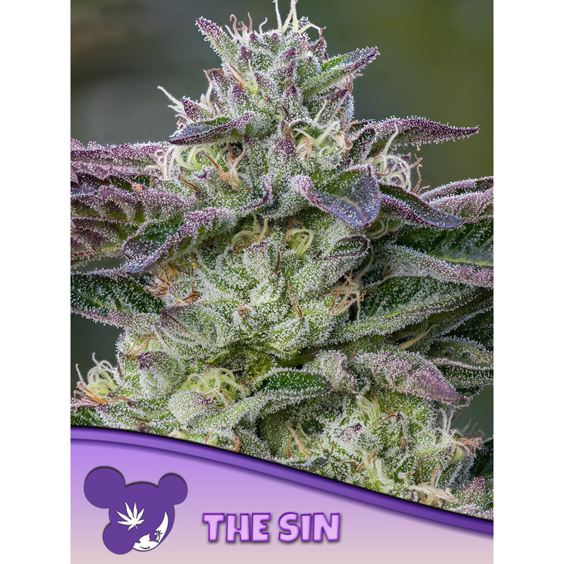 The Sin de Anesia Seeds