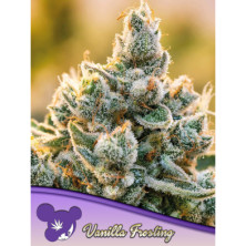 Vanilla Frosting de Anesia Seeds