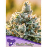 Vanilla Frosting de Anesia Seeds