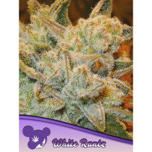 White Runtz de Anesia Seeds