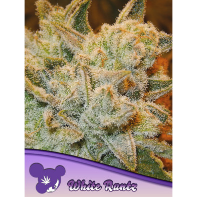White Runtz de Anesia Seeds