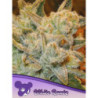 White Runtz de Anesia Seeds