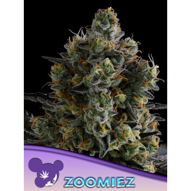 Zoomiez de Anesia Seeds