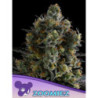 Zoomiez de Anesia Seeds