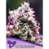 Amnesia Flash Auto de Anesia Seeds