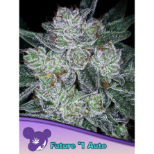 Auto Future 1 de Anesia Seeds