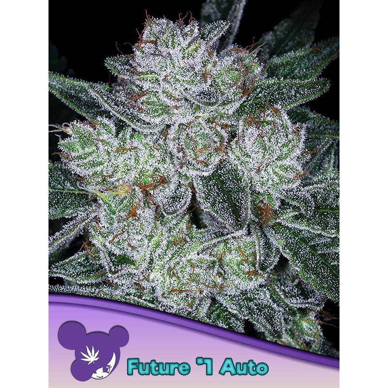 Auto Future 1 de Anesia Seeds